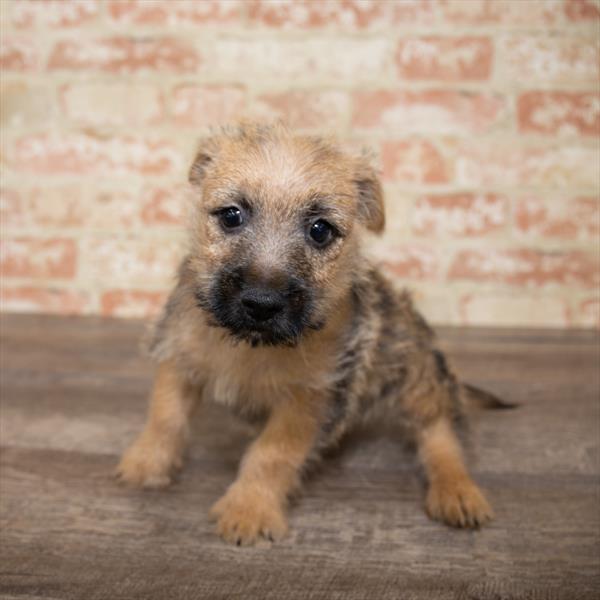 Cairn Terrier-DOG-Female-Wheaten-5168-Petland Robinson, PA