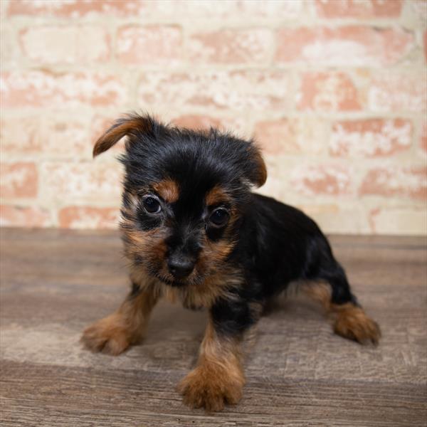 Yorkie DOG Female Black / Tan 5169 Petland Robinson, PA