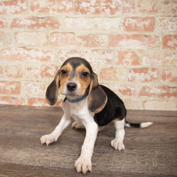 Beagle-DOG-Male-Tri-Colored-5170-Petland Robinson, Pittsburgh, PA