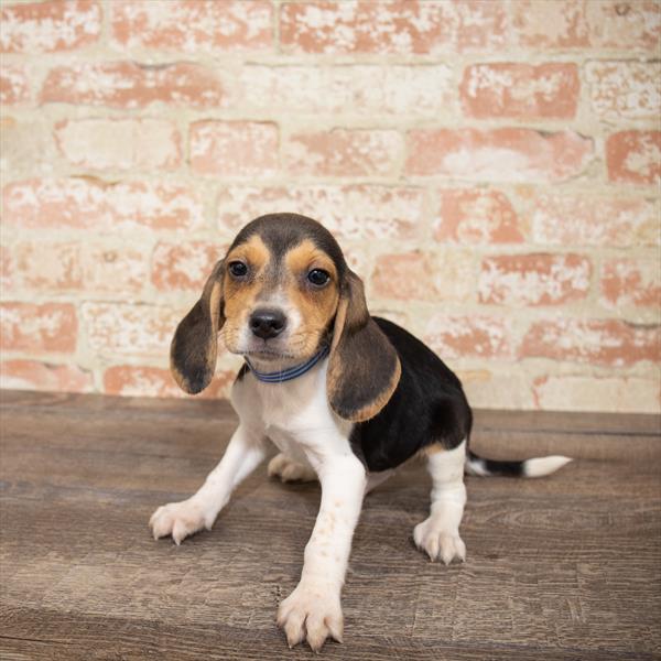 Beagle DOG Male Tri-Colored 5170 Petland Robinson, PA