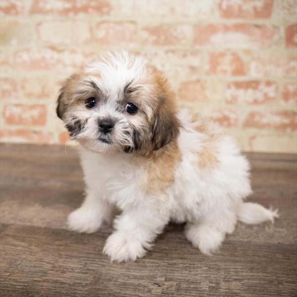 Teddy Bear DOG Female Gold / White 5171 Petland Robinson, PA