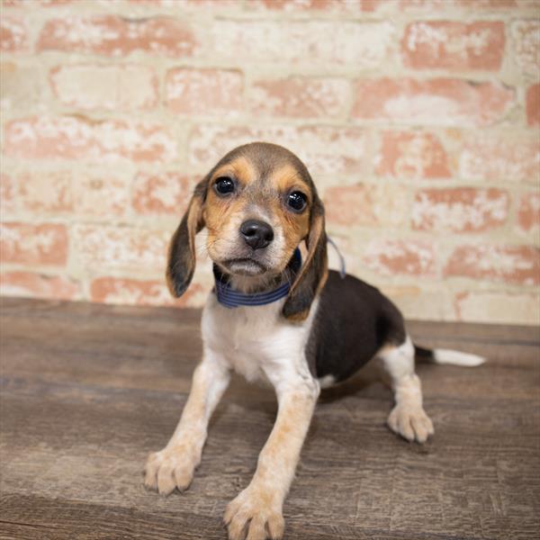 Beagle DOG Female Tri-Colored 5172 Petland Robinson, PA