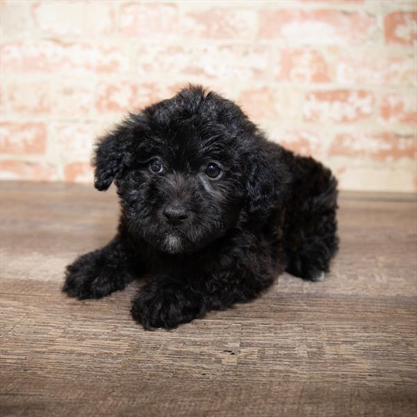 Yorkie-Poo DOG Female Black 5173 Petland Robinson, PA