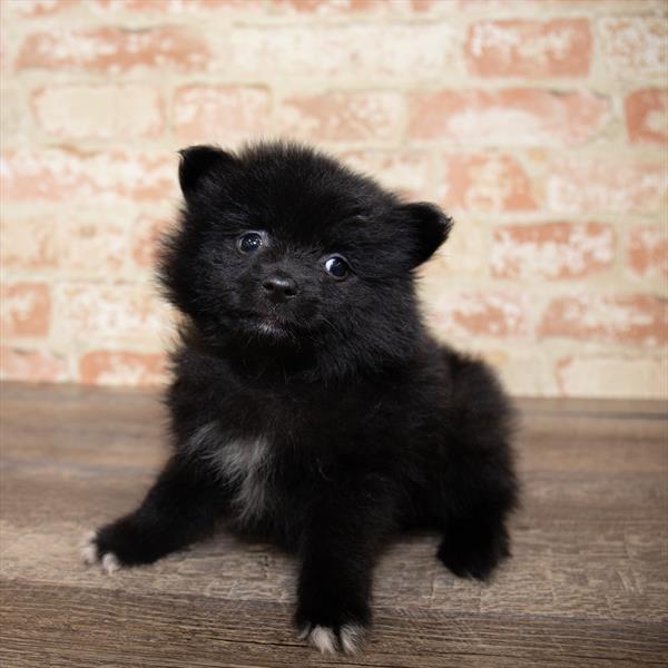 Pomeranian DOG Male Black 5174 Petland Robinson, PA