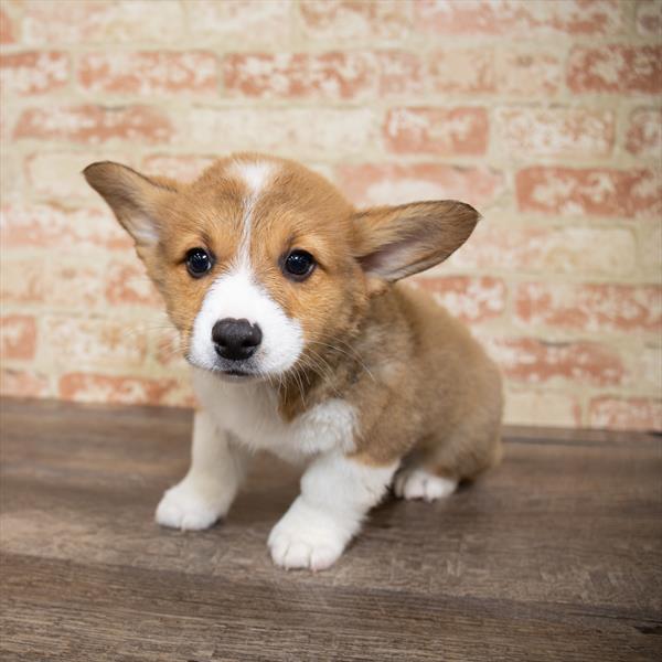 Pembroke Welsh Corgi-DOG-Male-Red / White-5175-Petland Robinson, Pittsburgh, PA