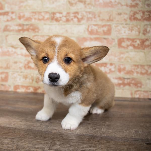 Pembroke Welsh Corgi DOG Male Red / White 5175 Petland Robinson, PA