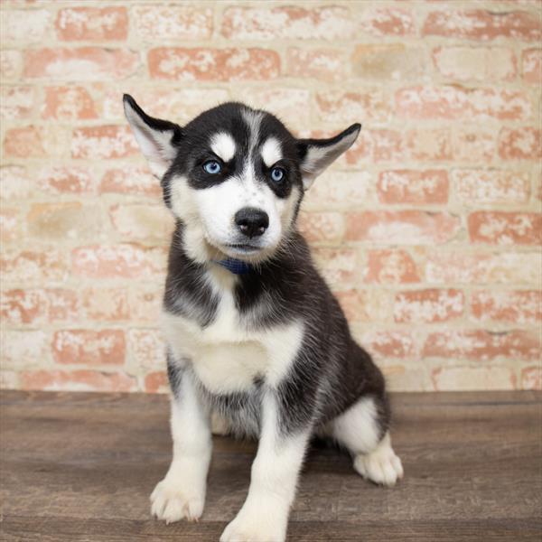 Siberian Husky-DOG-Female-Black / White-5176-Petland Robinson, Pittsburgh, PA