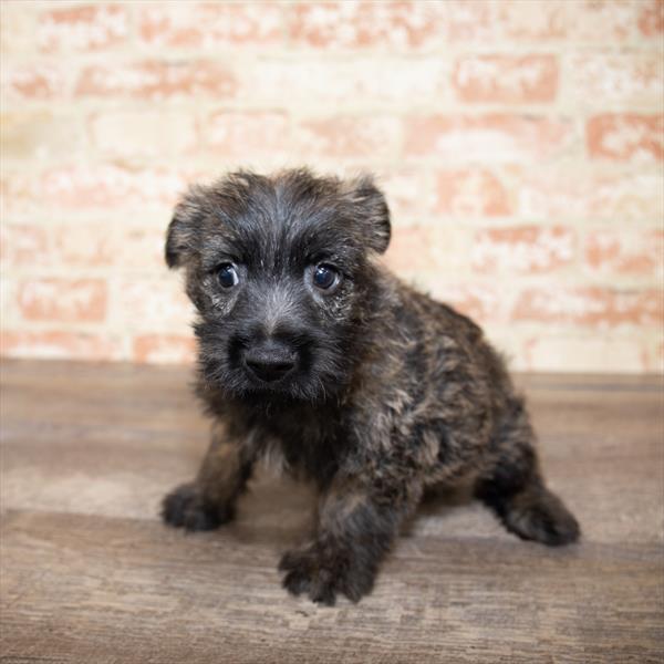 Cairn Terrier DOG Male Wheaten 5178 Petland Robinson, PA