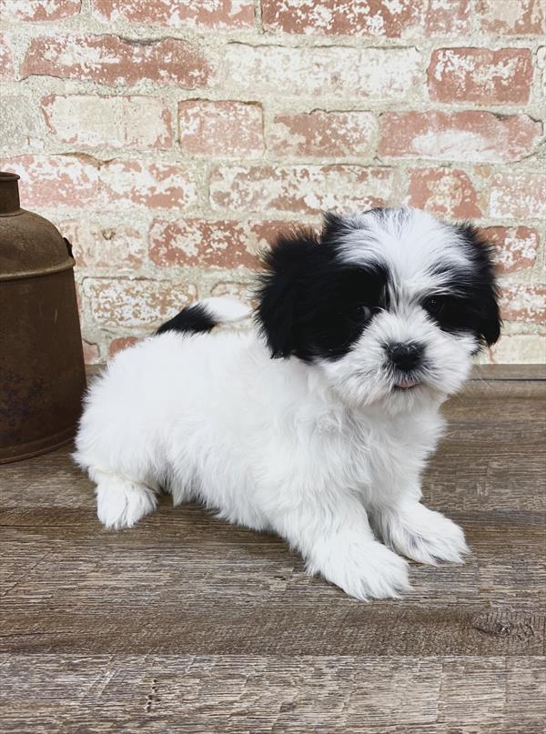 Malshi-DOG-Female-Black / White-5179-Petland Robinson, Pittsburgh, PA