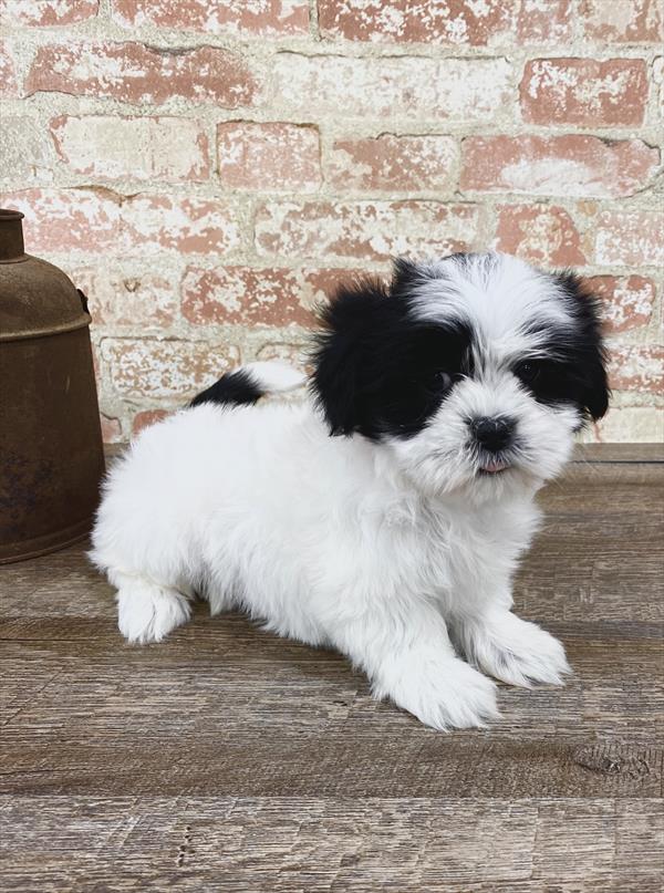 Malshi-DOG-Female-Black / White-5179-Petland Robinson, PA