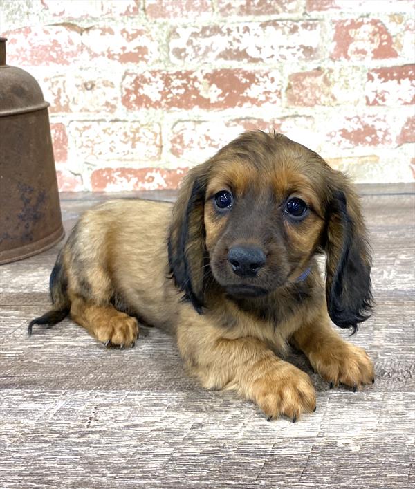 Dachshund DOG Female Red 5182 Petland Robinson, PA