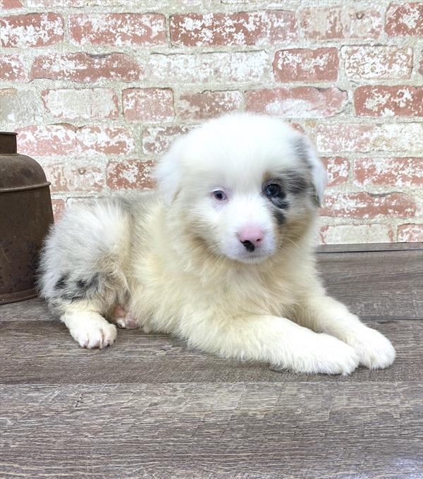 Australian Shepherd-DOG-Male-Blue Merle-5183-Petland Robinson, Pittsburgh, PA
