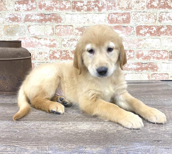 Golden Retriever-DOG-Male-Golden-5191-Petland Robinson, Pittsburgh, PA