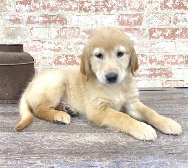 Golden Retriever DOG Male Golden 5191 Petland Robinson, PA