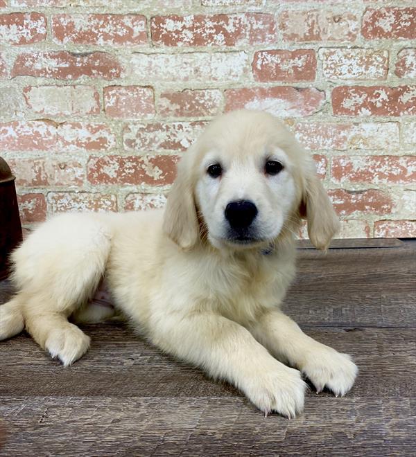 Golden Retriever DOG Female Golden 5192 Petland Robinson, PA