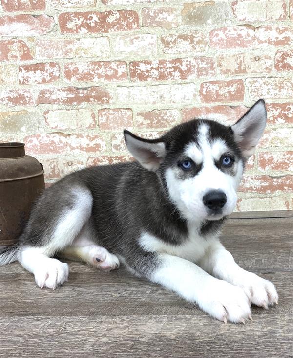 Siberian Husky-DOG-Male-Black / White-5193-Petland Robinson, Pittsburgh, PA