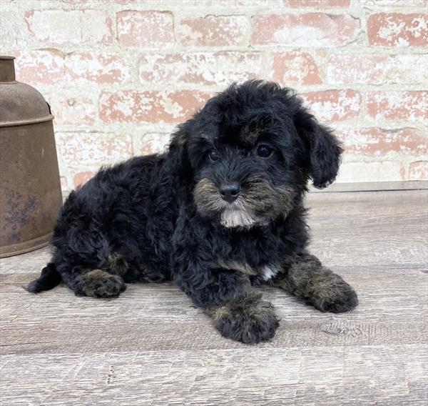 Yorkie-Poo-DOG-Male-Black / Tan-5194-Petland Robinson, PA