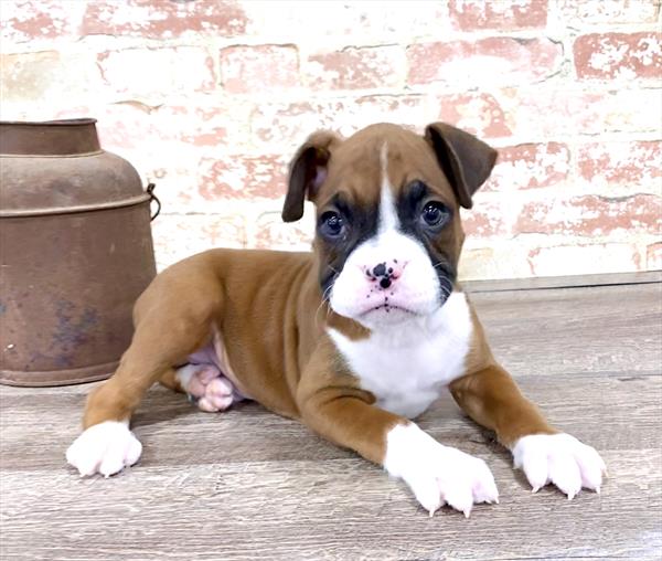 Boxer DOG Male Fawn 5197 Petland Robinson, PA