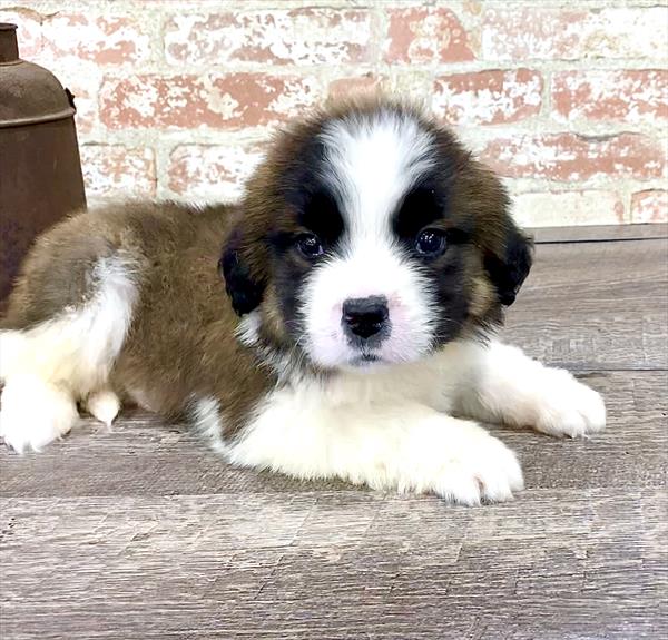 Saint Bernard-DOG-Female-Brown White / Tan-5198-Petland Robinson, PA