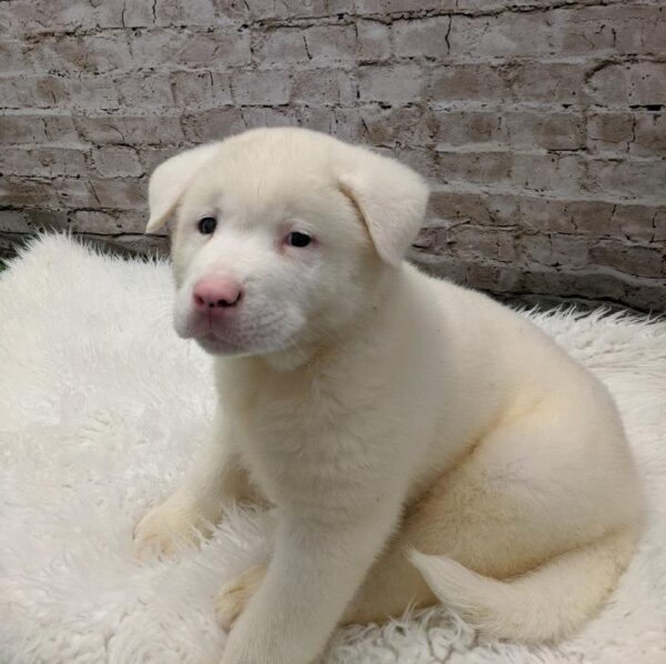 Akita DOG Male White 5185 Petland Robinson, PA