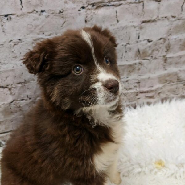 Australian Shepherd-DOG-Female-Brown / White-5184-Petland Robinson, Pittsburgh, PA