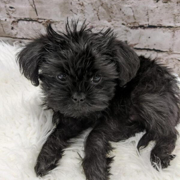 Affenpinscher-DOG-Male-Black-5190-Petland Robinson, Pittsburgh, PA