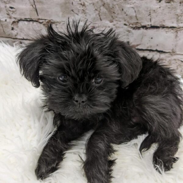 Affenpinscher DOG Male Black 5190 Petland Robinson, PA