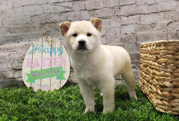 Shiba Inu-DOG-Male-Cream-5188-Petland Robinson, Pittsburgh, PA
