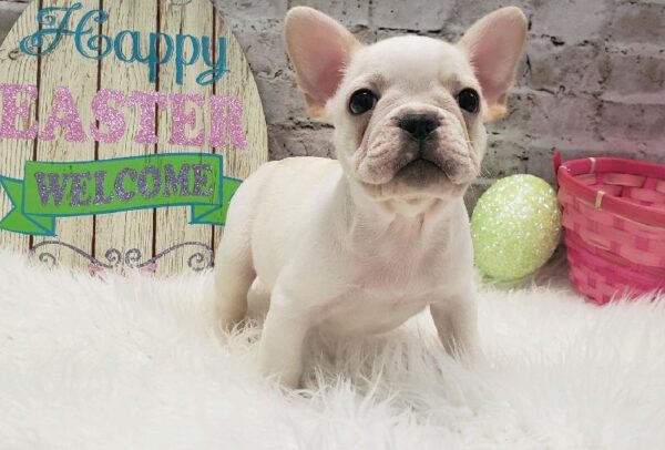 French Bulldog-DOG-Male-Cream-5187-Petland Robinson, Pittsburgh, PA