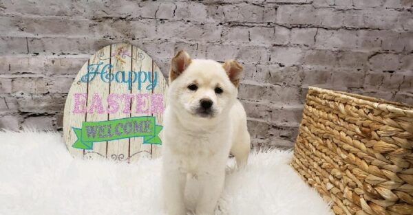 Shiba Inu-DOG-Female-Cream-5189-Petland Robinson, Pittsburgh, PA