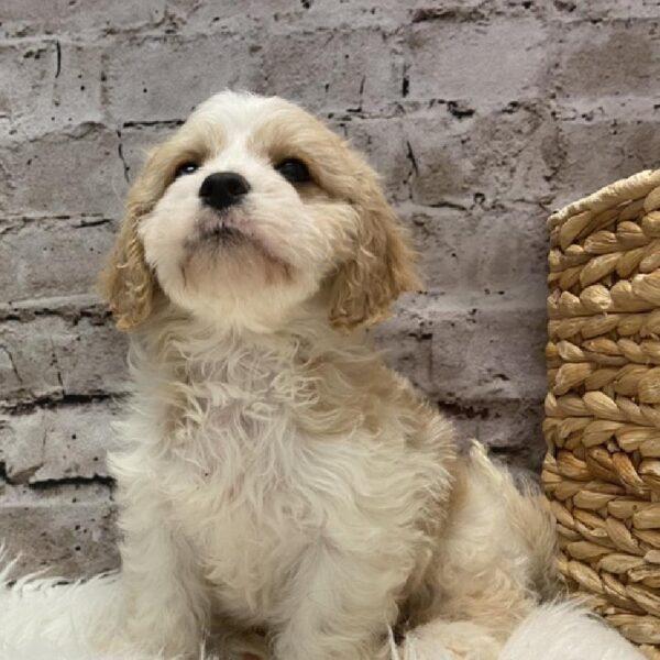 Cavachon-DOG-Female-Blenheim-5181-Petland Robinson, PA