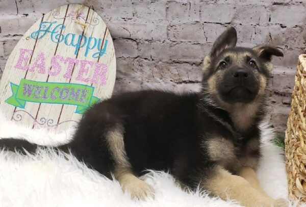 German Shepherd-DOG-Male-Black / Tan-5199-Petland Robinson, Pittsburgh, PA