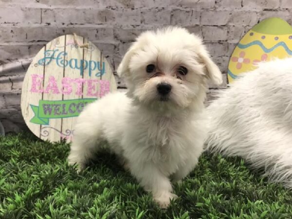 Coton De Tulear-DOG-Male-White-5215-Petland Robinson, Pittsburgh, PA