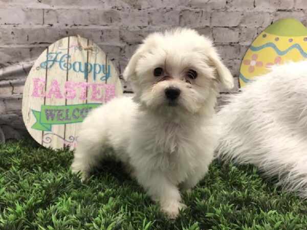 Coton De Tulear DOG Male White 5215 Petland Robinson, PA