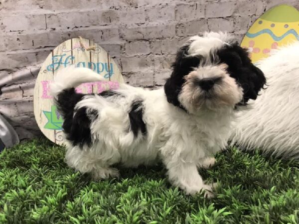 Shih-poo DOG Male Black and White 5218 Petland Robinson, PA