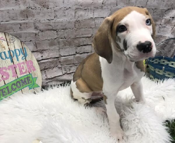 Great Dane-DOG-Male-Merlequin-5212-Petland Robinson, Pittsburgh, PA
