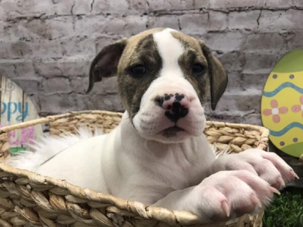 American Bulldog DOG Female White and Brindle 5214 Petland Robinson, PA