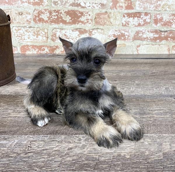 Mini Schnauzer DOG Female Salt / Pepper 5225 Petland Robinson, PA