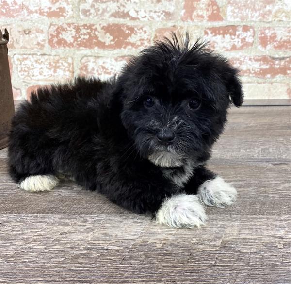 Yorkie-Poo-DOG-Male-Black-5226-Petland Robinson, Pittsburgh, PA