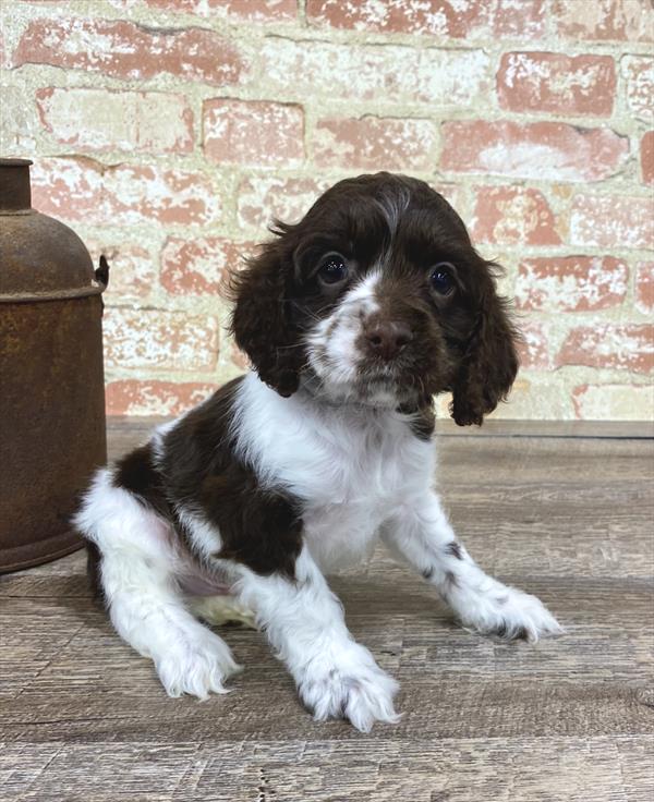 Cocker Spaniel-DOG-Male-Brown-5227-Petland Robinson, Pittsburgh, PA