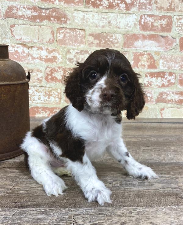 Cocker Spaniel DOG Male Brown 5227 Petland Robinson, PA