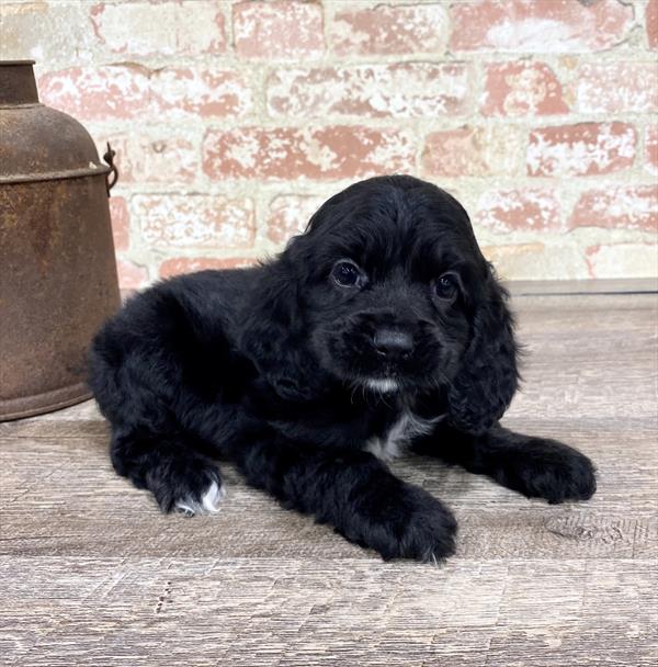 Cocker Spaniel-DOG-Female-Black-5228-Petland Robinson, Pittsburgh, PA
