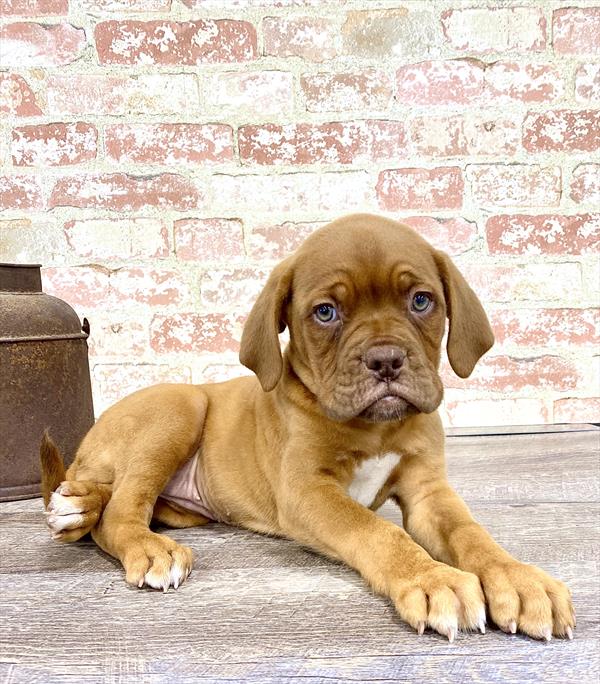 Dogue De Bordeaux DOG Female Red 5229 Petland Robinson, PA