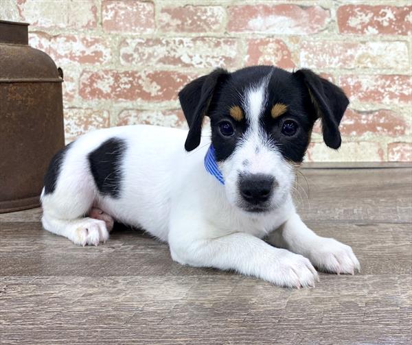 Jack Russell Terrier DOG Female Tri-Colored 5230 Petland Robinson, PA