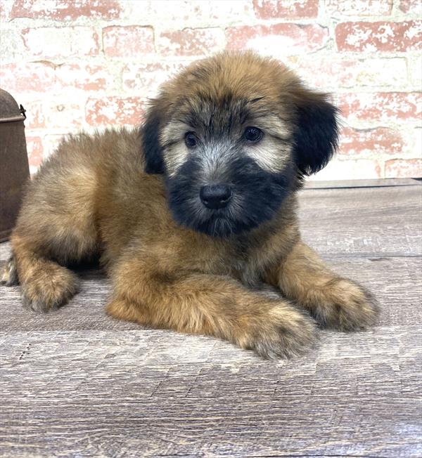 Soft Coated Wheaten Terrier-DOG-Male-Wheaten-5231-Petland Robinson, PA