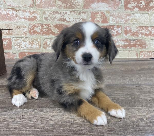 Miniature Australian Shepherd DOG Female Blue Merle 5232 Petland Robinson, PA