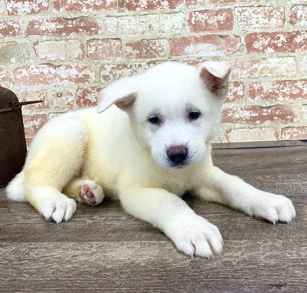 Akita-DOG-Male-White-5233-Petland Robinson, Pittsburgh, PA