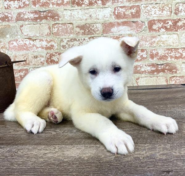 Akita DOG Male White 5233 Petland Robinson, PA