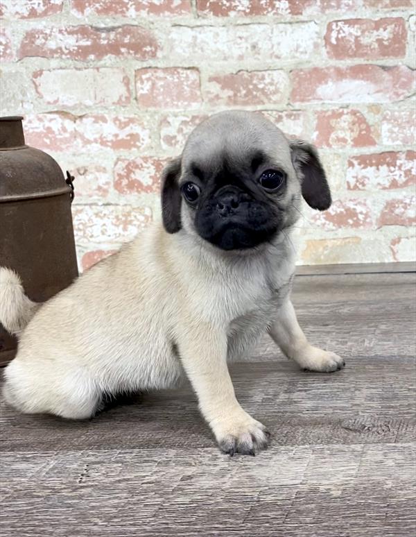 Pug DOG Female Fawn 5234 Petland Robinson, PA