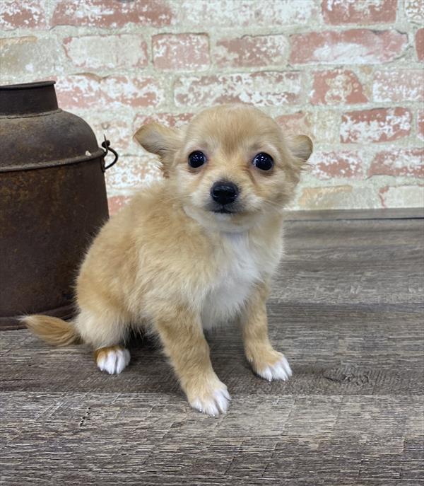 Chihuahua DOG Male Fawn 5235 Petland Robinson, PA